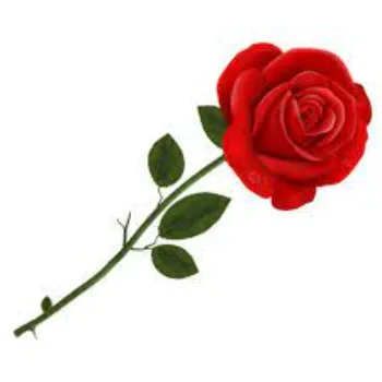 Fresh Red Rose